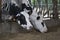 Close up of chianina cows eating hay