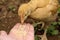 Close-up  of chick eating out of person`s hand