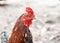 Close up chicken face on nature background