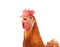 Close up of chicken head funny acting isolated white background