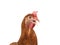 Close up of chicken head funny acting isolated white background