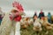 Close-up chicken looking in the camera with a group of people in a field.