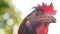 Close-up of a chicken. Looks at the camera. Slow motion