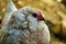 Close up of a chicken, photo as a background , autumn colors in north italy