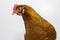 Close up of a chicken`s head and upper body, side profile of head with beak, comb, wattles, and eye.