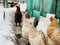 Close up of chickens walking in courtyard in wintertime