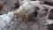 Close-up Chicks walk in a chicken coop against the background of an old barn on a farm behind a mesh fence