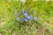 Close-up of Chicory, Cichorium intybus, growing and blue flowering on fluvial along the River Waal