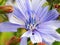 Close-up of chicory flower