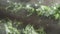 Close up of chicory vegetables that fry in the pan with garlic and the wooden spoon that mixes it between the steam of cooking