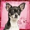 Close-up of a Chihuahua on fancy background