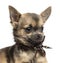 Close-up of a Chihuahua puppy with fancy dog collar