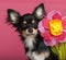 Close-up of Chihuahua puppy with flower