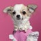 Close-up of Chihuahua puppy in pink dress