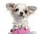 Close-up of Chihuahua puppy in pink dress