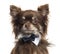 Close up of a Chihuahua wearing a bow tie, isolated
