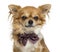 Close-up of a Chihuahua wearing a bow tie, isolated