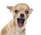 Close-up of a Chihuahua yawning