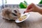 Close up child feeds beautiful brown domestic cute hamster, eating delicious food, grain, vegetables from white plate at wooden