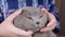 Close up, Child Hugging, Stroking a Gray Fluffy Cat on the Head with Hands