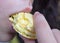 Close up on a child mouth eating sweet yellow macaron