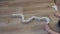 Close-up of a child playing with dominoes at home on the floor.