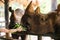 Close up children Hand feeding green grass to Rhino or Rhinoceros in the zoo thailand