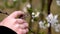 Close-up, in children`s hands, a beautiful brown lizard. Against the backdrop of a spring blossoming garden.