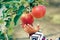 Close-up of children`s hands plucking ripe apples . autumn harvest