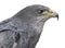 Close-up of a Chilean blue eagle - Geranoaetus melanoleucus