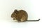 Close-up of chilean squirrel degu, on white background.