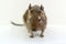 Close-up of chilean squirrel degu, on white background.