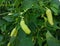 Close up of chili plantation