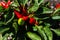 Close-Up Of Chilly Chili Peppers Or Capsicum Annuum In Summer