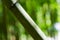 Close-up of Chimonobambusa quadrangularis bamboo on green background in Arboretum Park Southern Cultures in Sirius Adler