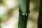 Close-up of Chimonobambusa quadrangularis bamboo on green background in Arboretum Park Southern Cultures in Sirius Adler Sochi