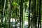 Close-up of Chimonobambusa quadrangularis bamboo row in Arboretum Park Southern Cultures in Sirius Adler Sochi.