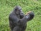 Close up of a chimpanzee eating durian