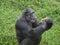 Close up of a chimpanzee eating durian