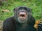 Close up of a chimpanzee eating durian and laughing