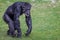 Close up of a Chimpanzee walking upright across the ground