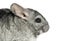 Close-up of a Chinchilla, isolated