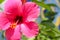 Close-Up of Chinese Hibiscus, Chins Rose, Shoe-Flower, or Shoeblackplant. Pink Flower Wallpaper. Bandung, Indonesia