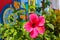 Close-Up of Chinese Hibiscus, Chins Rose, Shoe-Flower, or Shoeblackplant. Pink Flower Wallpaper. Bandung, Indonesia