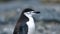 Close up of a chinstrap penguin