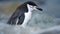 Close up of a chinstrap penguin