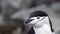 Close up of a chinstrap penguin