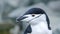 Close up of a chinstrap penguin