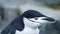 Close up of a chinstrap penguin