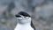 Close up of a chinstrap penguin